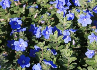 The Captivating Charm of the Thanh Tú Flower: Unveiling the Secrets of its Beauty and Cultivation for Your Home Garden