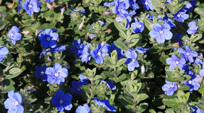 The Captivating Charm of the Thanh Tú Flower: Unveiling the Secrets of its Beauty and Cultivation for Your Home Garden