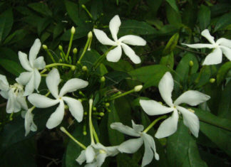 The Lucky Apricot Tree: Significance, Pictures, and Guide to Planting and Care at Home