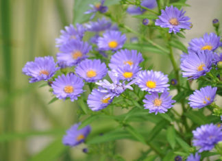 The Magic of Nemophila: A Guide to Planting and Caring for these Delicate Blooms
