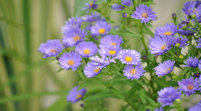 The Magic of Nemophila: A Guide to Planting and Caring for these Delicate Blooms
