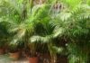 The Power of Coconut Palms in Feng Shui and How to Grow Them