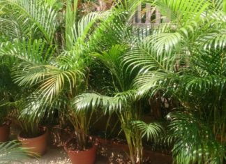 The Power of Coconut Palms in Feng Shui and How to Grow Them