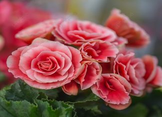 The Captivating Camellia: A Gardener’s Guide to Unlocking the Secrets of These Mystical Flowers