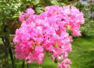 The Magic of Wallflowers: A Guide to Planting and Caring for These Blooming Beauties