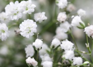 The Magic of White Datura: A Guide to Growing and Caring for This Enchanting Flower at Home
