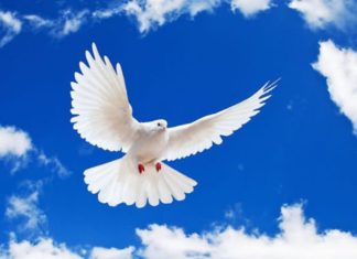 International Peace Day, 21st of September: Significance and 2023 Theme