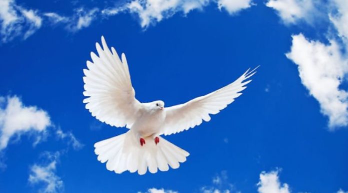 International Peace Day, 21st of September: Significance and 2023 Theme