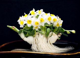 The Magic of Daffodils: Uncover the Significance, Benefits and Beauty of these Fortunate Flowers.