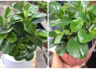 The Power of the Immortal: Unlocking the Secrets of the Ever-Blooming Plant for a Prosperous Life