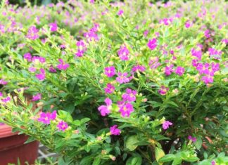 The Magic of Camellia: Unveiling the Secrets of this Vibrant Flower.