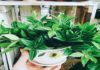 The Peace Lily: Unraveling its Significance, Cultivation, and Care