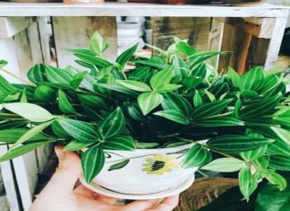 The Peace Lily: Unraveling its Significance, Cultivation, and Care