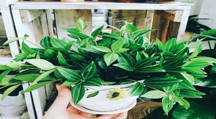 The Peace Lily: Unraveling its Significance, Cultivation, and Care