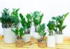 The Mystical Charm of Lucky Bamboo for Vietnamese Tet