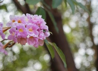 The Trumpet Vine’s Serenade: Unraveling the Beauty, Significance, and Care of This Captivating Climber