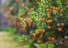 “The Significance and Care of Kumquat Trees: A Guide for Before and After Tet”
