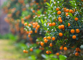 “The Significance and Care of Kumquat Trees: A Guide for Before and After Tet”