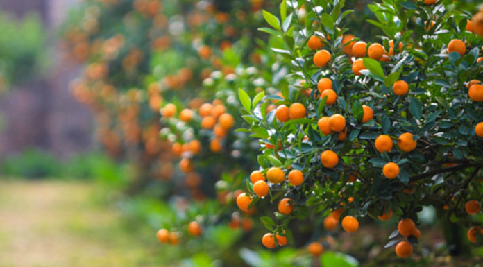 “The Significance and Care of Kumquat Trees: A Guide for Before and After Tet”