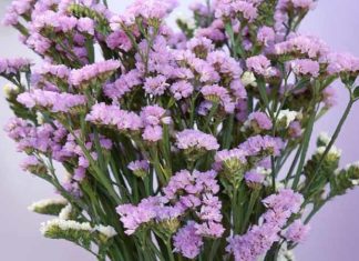 Salem Flowers: Unveiling Their Significance, Beauty, and Easy Home Gardening Tips.