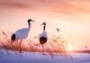 The Significance of Cranes and How to Display Crane Paintings for Good Feng Shui