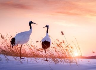 The Significance of Cranes and How to Display Crane Paintings for Good Feng Shui