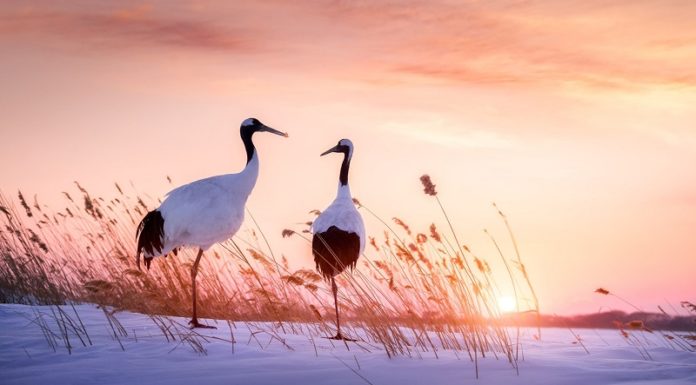 The Significance of Cranes and How to Display Crane Paintings for Good Feng Shui