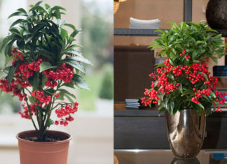 The Auspicious Meaning of Silver Trees in Tet Holiday Feng Shui