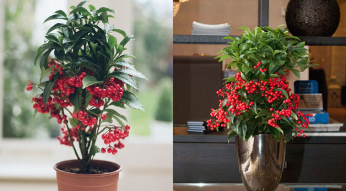 The Auspicious Meaning of Silver Trees in Tet Holiday Feng Shui