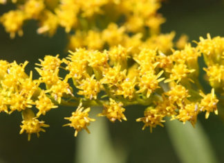 Captivating Charm: Unveiling the Allure of the Royal Yellow Balsam and Its Journey to Your Garden