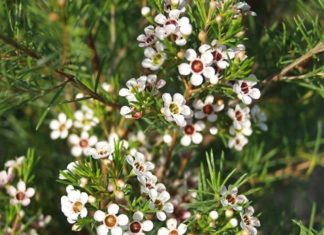 The Blooming Willow: Unveiling the Beauty, Symbolism and Cultivation of the Willow Flower