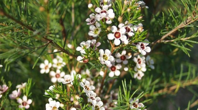 The Blooming Willow: Unveiling the Beauty, Symbolism and Cultivation of the Willow Flower
