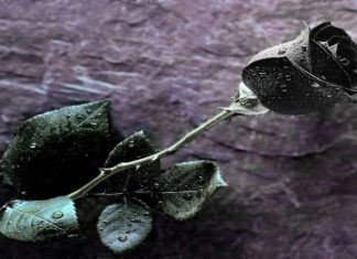 The Mystique of Black Roses: Unraveling Their Significance, Beauty, and Cultivation