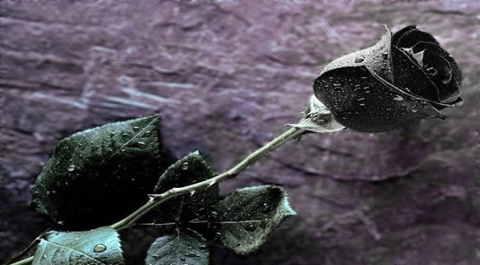 The Mystique of Black Roses: Unraveling Their Significance, Beauty, and Cultivation