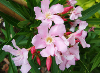 The Magic of Peach Blossoms: Unveiling the Secrets of this Captivating Flower.