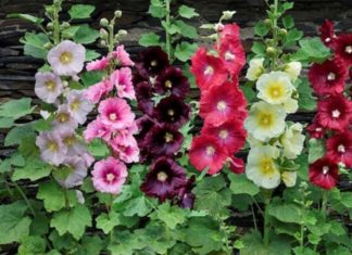 The Captivating Milni Red: Unveiling its Significance, Traits, and Care for Flourishing Blooms at Home