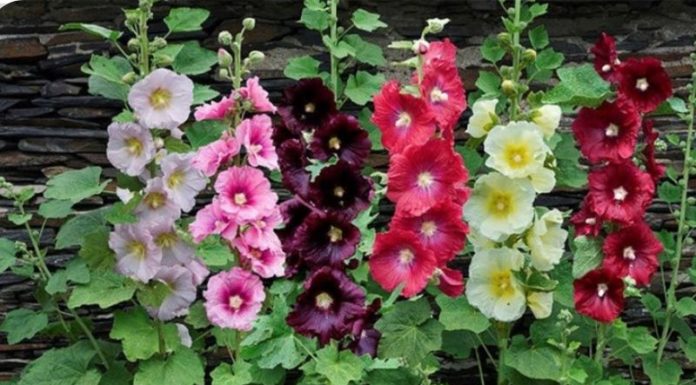 The Captivating Milni Red: Unveiling its Significance, Traits, and Care for Flourishing Blooms at Home