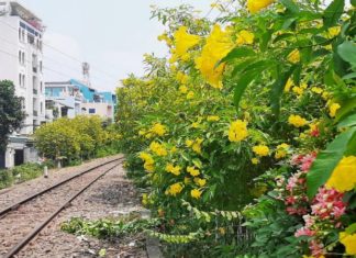 The Magical Jasmine: Unveiling the Secrets of its Beauty, Fragrance, and Care