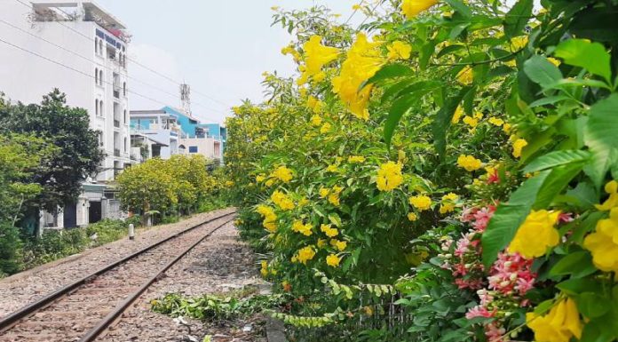 The Magical Jasmine: Unveiling the Secrets of its Beauty, Fragrance, and Care