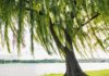 Weeping Willow: Symbolism, Significance, and the Art of Cultivation
