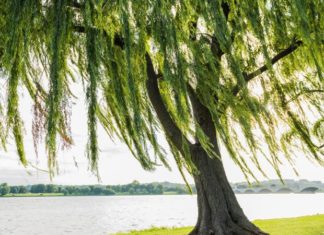 Weeping Willow: Symbolism, Significance, and the Art of Cultivation