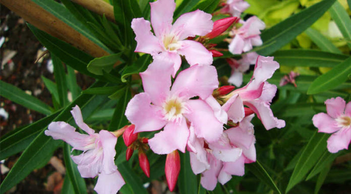 The Magic of Peach Blossoms: Unveiling the Secrets of this Captivating Flower.