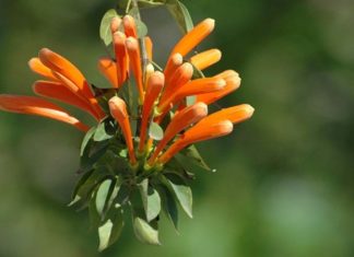 The Language of Flowers: Unveiling the Secrets of the Chili Pepper Bouquet’s Beauty and Care