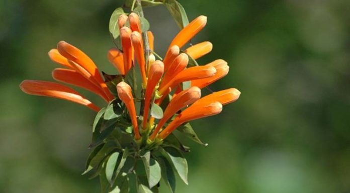 The Language of Flowers: Unveiling the Secrets of the Chili Pepper Bouquet’s Beauty and Care