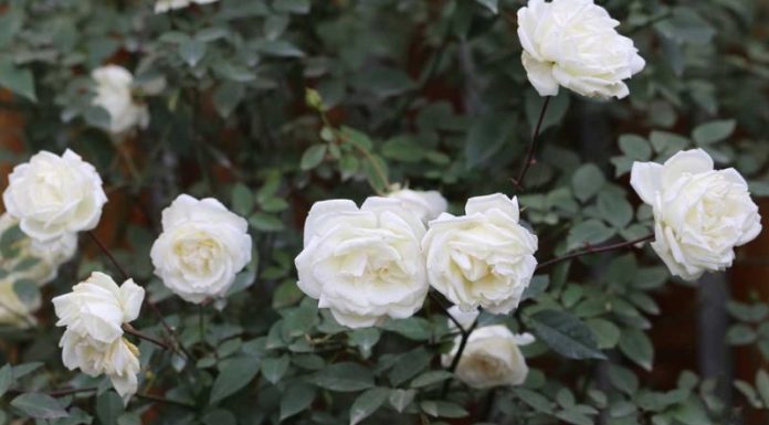 The Pure Beauty of White Roses: Unveiling the Secrets of These Timeless Blossoms