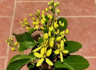 The Magic of Mai Hoàng Yến: Unveiling the Secrets of this Dazzling Plant.