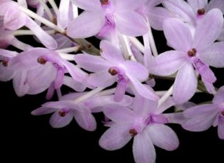 The Majesty of the Golden Yellow Orchid: Unveiling the Beauty and Simplicity of Growing the Phalaenopsis