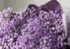 The Enchanting Beauty of Purple Baby’s Breath: Unveiling its Meaning, Captivating Visuals, and Care Instructions