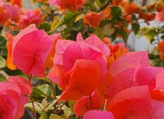 The Golden Trumpet Vine: Unveiling the Beauty and Secrets of Yellow Allamanda