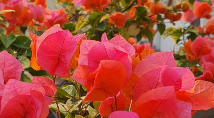 The Golden Trumpet Vine: Unveiling the Beauty and Secrets of Yellow Allamanda